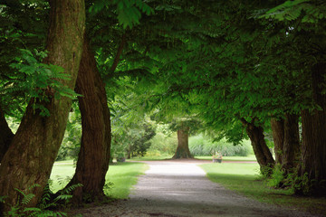 dark green forest, path trough the park, walkway, beautiful landscape, moody scene