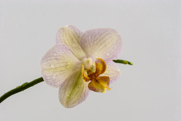 Orchid flower with water drops on a white background