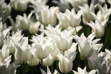 A field of white tulips blossoming in spring
