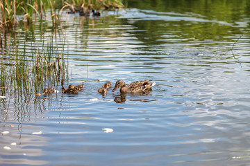Duck and little ducklings swimming on the lake