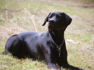 Edler schwarzer Hund