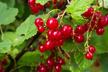Fresh juicy red currant berries on bush branches in the garden close-up of a summer sunny day