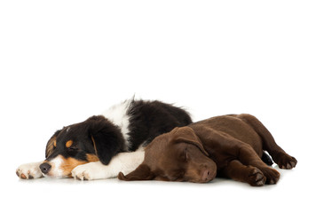 Zwei schlafende Welpen isoliert auf weißem Hintergrund © DoraZett