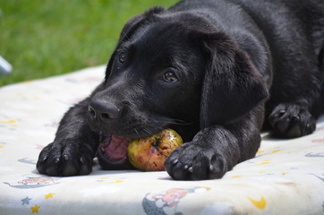 Doggy Stock Photos And Royalty Free Images Vectors And