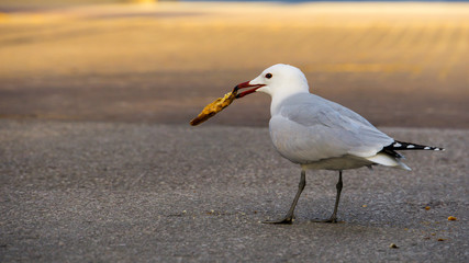 Mallorca, Adult seagull trying to eat piece of bread
