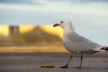 Mallorca, Alarmed seagull standing on street next to piece of bread