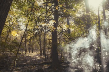 sunlight beam through morning fog in forest