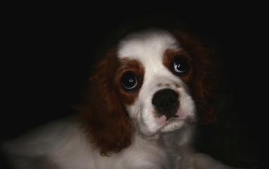 cavalier king charles spaniel in dark portrait