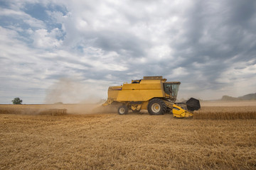 Harvester machine working in field . Combine harvester agriculture machine harvesting golden ripe wheat field. 