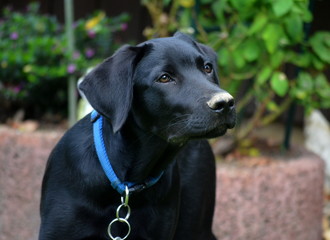 Niedlicher Labrador