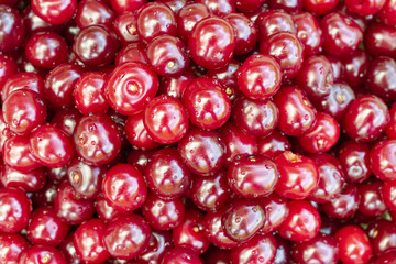 red ripe cherry harvested from a tree as a background