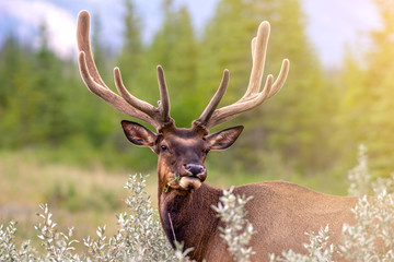 Fototapeta premium Wapiti sauvage