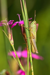 Grasshopper seated on a purple flower in the natural environment