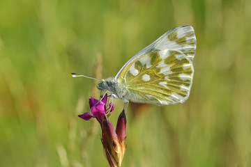 Superb butterfly sitting on a purple flower