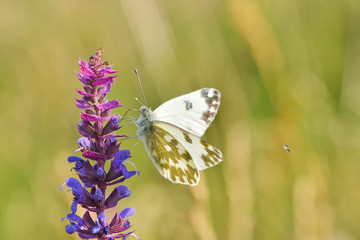 Superb butterfly sitting on a purple flower