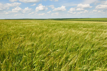 young wheat field as background, bright sun, beautiful summer landscape