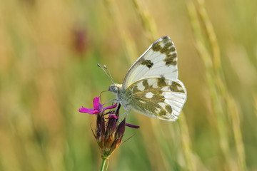 Superb butterfly sitting on a purple flower