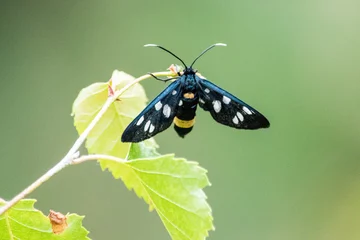 Fototapeten Schwarzer Schmetterling © kristof Leffelaer