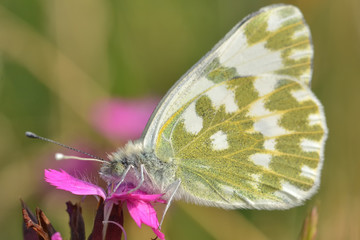 Superb butterfly sitting on a purple flower