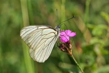 Superb butterfly sitting on a purple flower