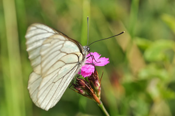 Superb butterfly sitting on a purple flower