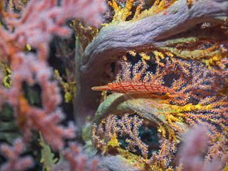 Long Nose Hawk Fish, Langschnauzen-Büschelbarsch ( Oxycirrhites typus)