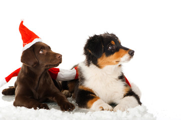 Zwei Welpen mit Weihnachtsmütze sehen nach oben isoliert auf weißem Hintergrund