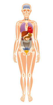Vector illustration eps10, isolated white background. Realistic human internal organ skeleton symbol, 3d female figure liver brains heart skull bones rib. Health body poster. Flat medical infographics