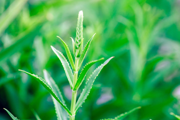 Macro photo of green fresh sprout plant.