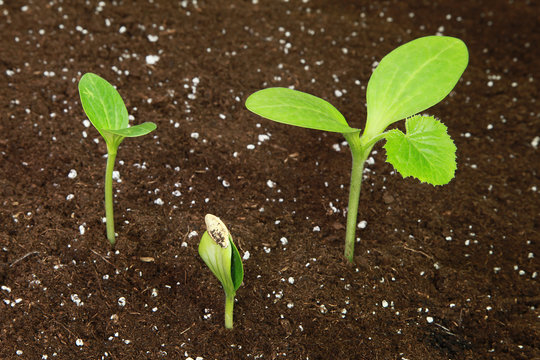 Semis de courgette