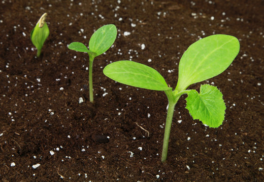 Semis de courgette