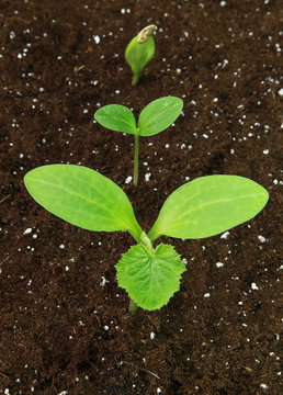Semis de courgette