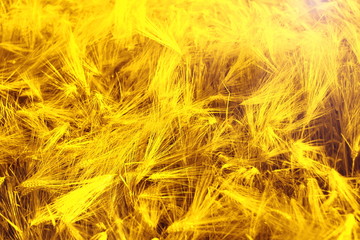 ears of wheat or barley. toned..