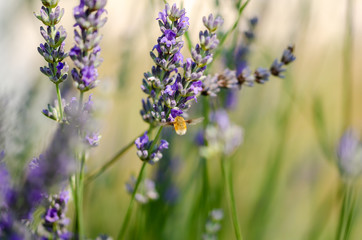 Obraz premium Hummingbird hawk-moth hovering over a lavender flower, (Macroglossum stellatarum)