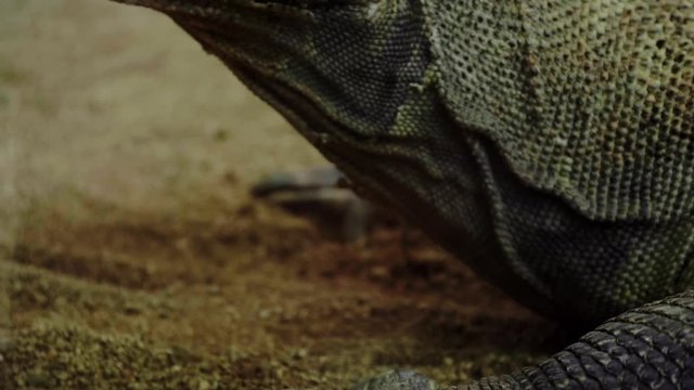 Komodo dragon close-up shot