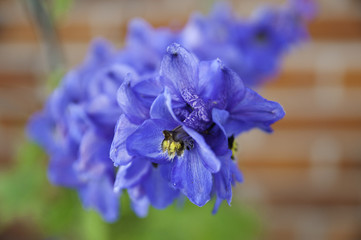 Delphinium flower favorite plant in the garden © Tamara Sushko