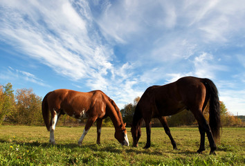 Naklejka na ściany i meble Horse on swedish nature. Two brown horses