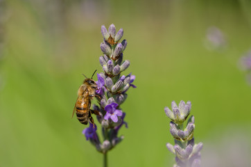 Honey Bee On Lavender , Close Up Macro