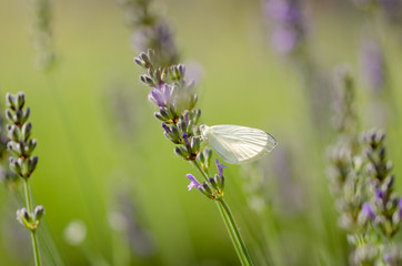 Pieris brassicae butterfly resting on the lavender.