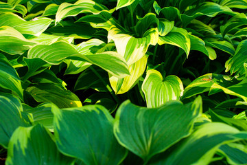 Beautiful host in the garden.Colorful leaves.Natural background
