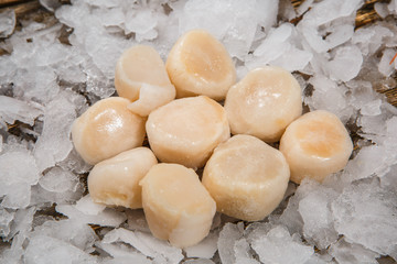 scallop
