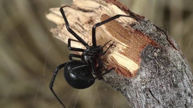 Black Widow spider with its catch on stick making sure it is secure and can't get away.