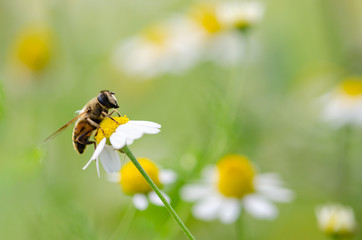 Honey Bee On Daisy  Flower, Close Up Macro.