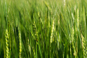 Kornfeld_Grün_Ernährung