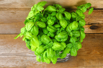 Fresh green basil plant for healthy cooking, herbs and spices.