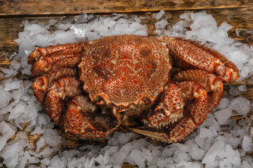  Far Eastern crab hairy