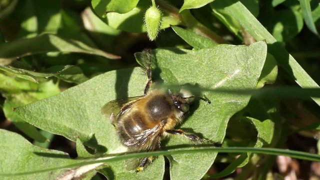 Macro of brown bee Anthophora plumipes with fluffy body and large eyes resting on leaf in green grass in spring in foothills of Caucasus