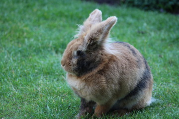 Rabbit fluffy pet