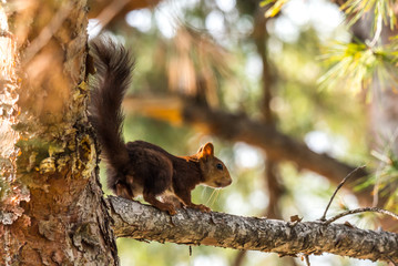 Squirrel in the tree