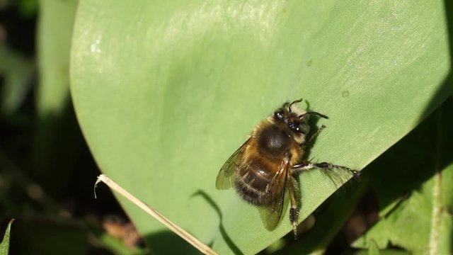 Macro of spring bee Anthophora plumipes with fluffy body and large eyes resting on leaf of tulip in green grass in foothills of Caucasus